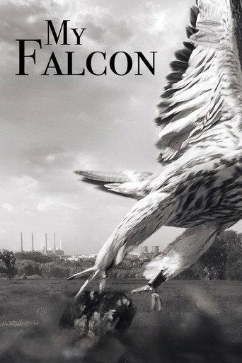 My Falcon