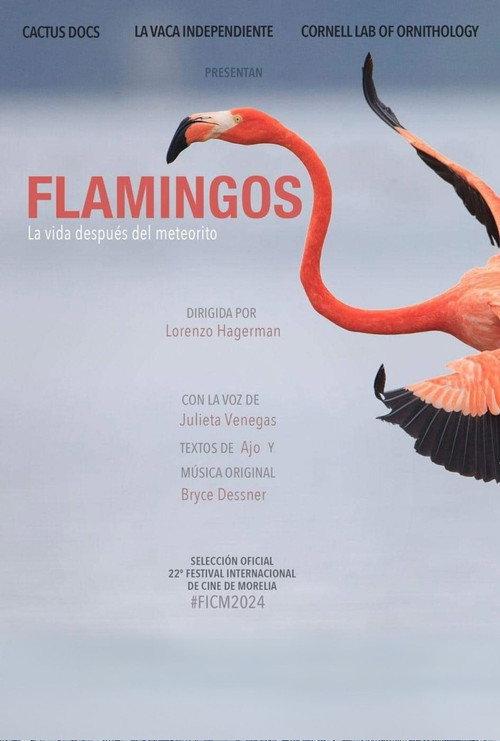 Flamingos