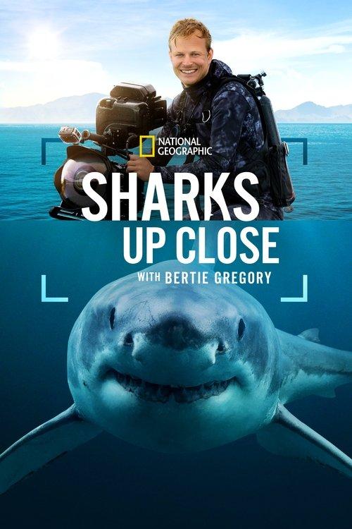 Sharks Up Close with Bertie Gregory