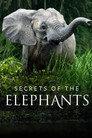 Secrets of the Elephants
