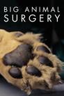 Big Animal Surgery
