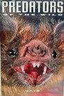 Predators of the Wild: Bats