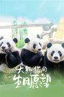 大熊猫的生日愿望