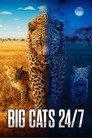 Big Cats 24/7