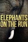 Elephants on the Run