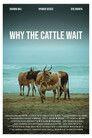 Why The Cattle Wait