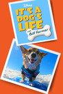 It's a Dog's Life with Bill Farmer